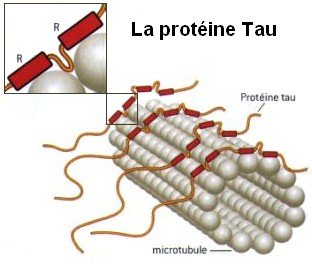 Rôle de Tau dans la cohésion des microtubules
