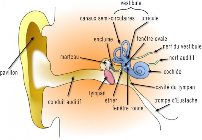 Rhume : d’où provient la sensation d’oreille bouchée ?
