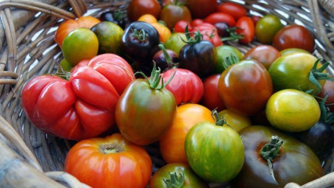 La tomate, anti-inflammatoire naturel