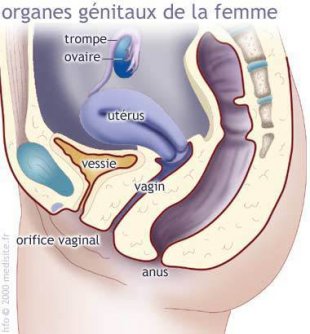 Les organes génitaux de la femme
