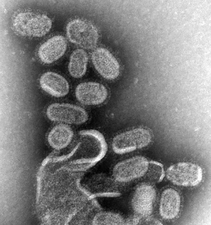 Photo : virions grippaux quittant leur cellule hôte, grossis 100 000 fois