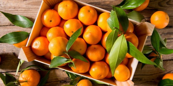 fresh picked mandarins