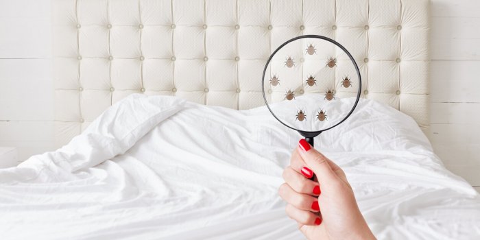 Punaises de lit : 5 maniÃ¨res de savoir si vous en avez chez vous