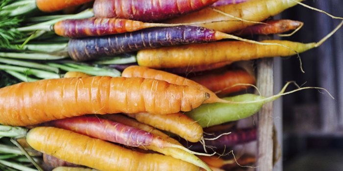 fresh picked rainbow carrots including different coloured carrots colourful carrot varieties that are fashionable now