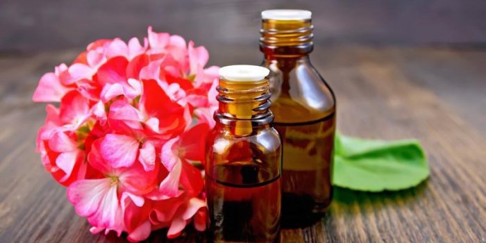 L'huile essentielle de gÃ©ranium rosat : le remÃ¨de protecteur