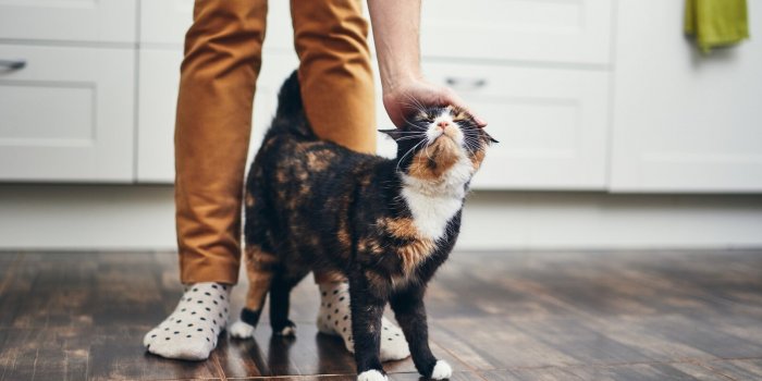 5 astuces pour rendre votre chat plus heureux