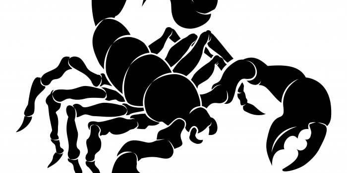 Scorpions, un rÃ©gime riche en fibres