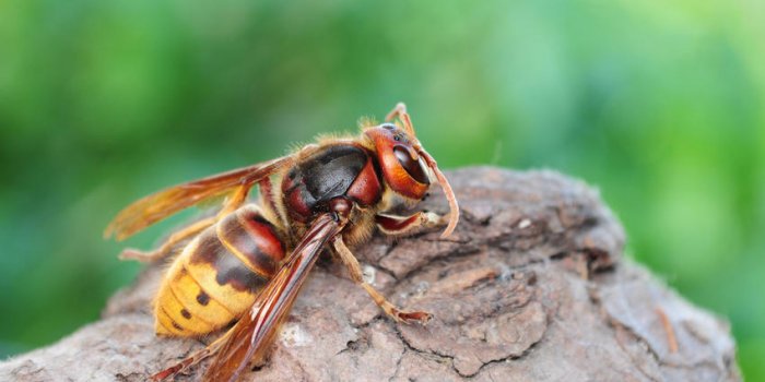 7 insectes qui peuvent gÃ¢cher votre Ã©tÃ©