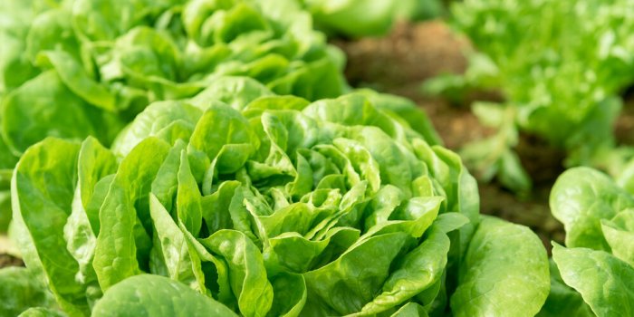 cultivation organic vegetable butterhead lettuce in garden among natural climate