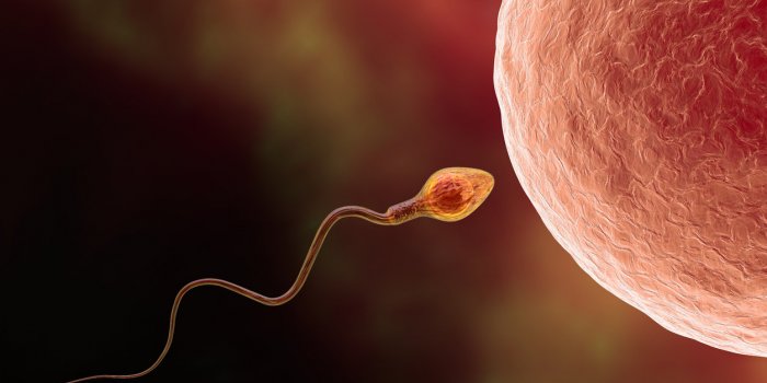 fertilization of human egg cell by spermatozoan, 3d illustration