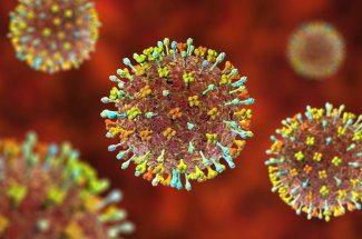 Langya henipavirus : faut-il s’inquieter du nouveau virus decouvert en Chine ? 
