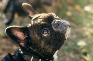 Cancer : un chien decede un quart d’heure apres la mort de son maitre