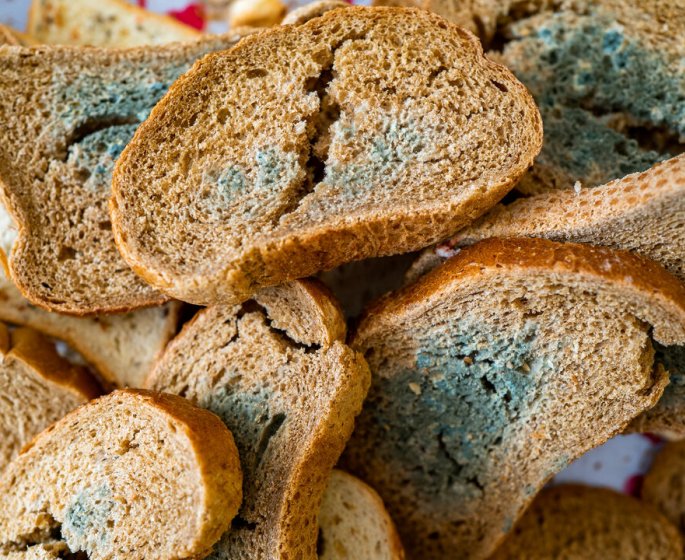 Nutrition : pourquoi couper la moisissure du pain n’eloigne pas les risques