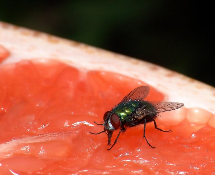 Ce que vous risquez si une mouche se pose sur votre nourriture