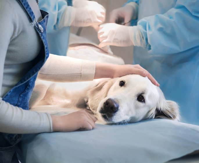 Gastrite du chien : les traitements
