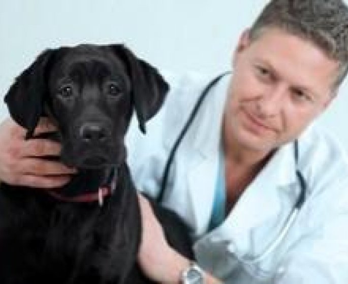 Des veterinaires pour remplacer les medecins...