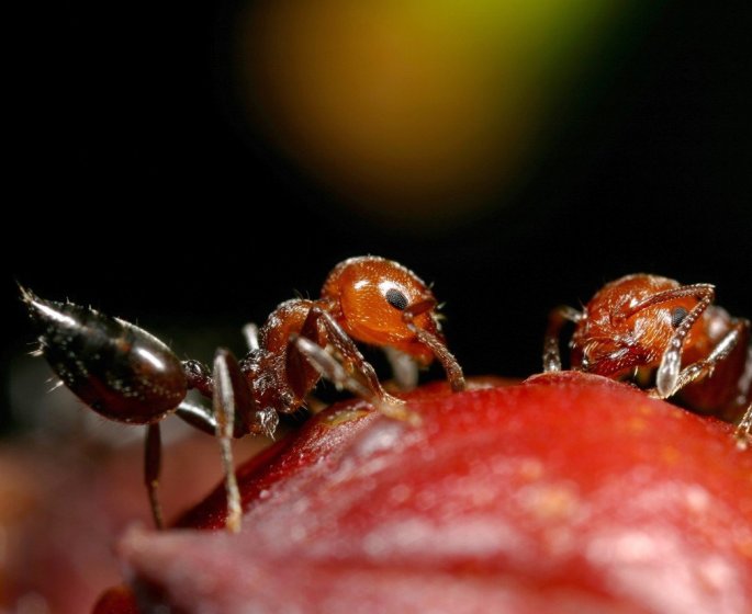8 astuces naturelles pour se debarrasser des fourmis a la maison