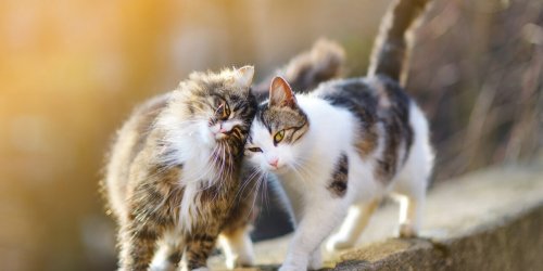 Typhus du chat : une epidemie frappe les chats d-Angouleme