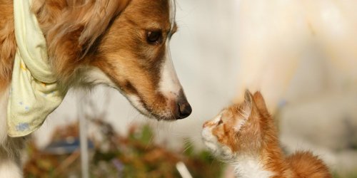 Proprietaires de chiens ou de chats : qui sont les plus intelligents ?