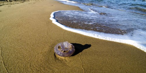 Piqure de meduse : faut-il faire pipi dessus ?
