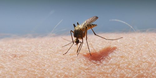 Cas particulier : le paludisme