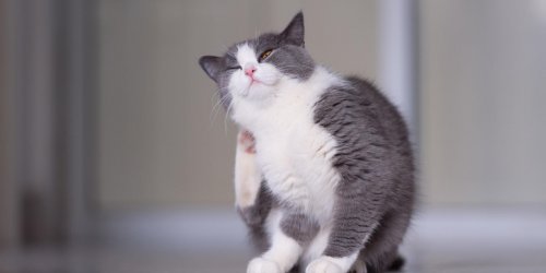 Demangeaison du chat : reconnaitre une allergie aux puces