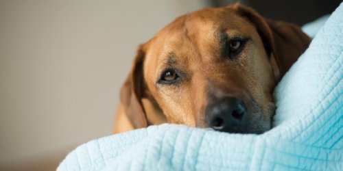Chat, chien : les etapes de l-euthanasie quand on fait piquer son animal