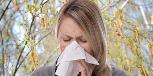 Allergie au pollen de bouleau : les mois les plus a risque