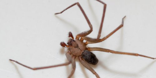 France : cette morsure d’araignee peut entrainer l’amputation