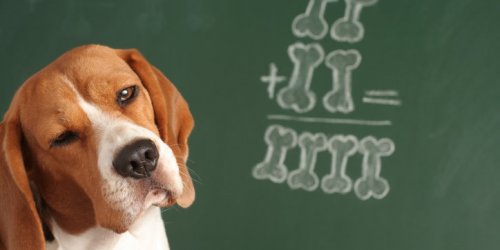 Les 10 races de chien les plus intelligentes 