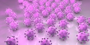 Herpes genital : bacterie ou virus ?