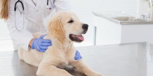 Parasites du chien : qu-est-ce que la leishmaniose ?