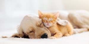 Chiens et chats : 8 conseils pour qu-ils vivent longtemps