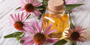 Rhume : l-Echinacea comme remede naturel