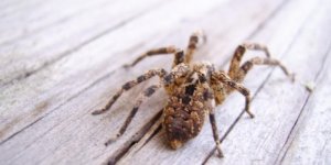Phobie des araignees : LE moyen de s-en liberer 