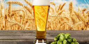 Alzheimer : un compose de la biere reduirait vos risques, selon une etude