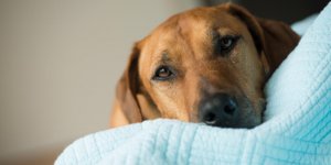 Chat, chien : les etapes de l-euthanasie quand on fait piquer son animal