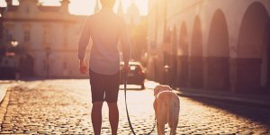 Maladie de Lyme chez le chien : un risque de contagion chez l-homme