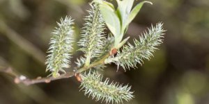 Polyarthrite rhumatoide : un traitement par les plantes