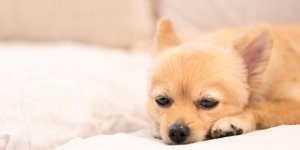 Leptospirose chez le chien : un risque d-hepatite