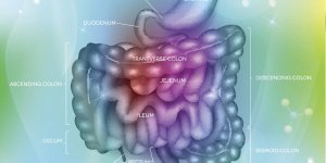 Polypes intestinaux : des tumeurs benignes