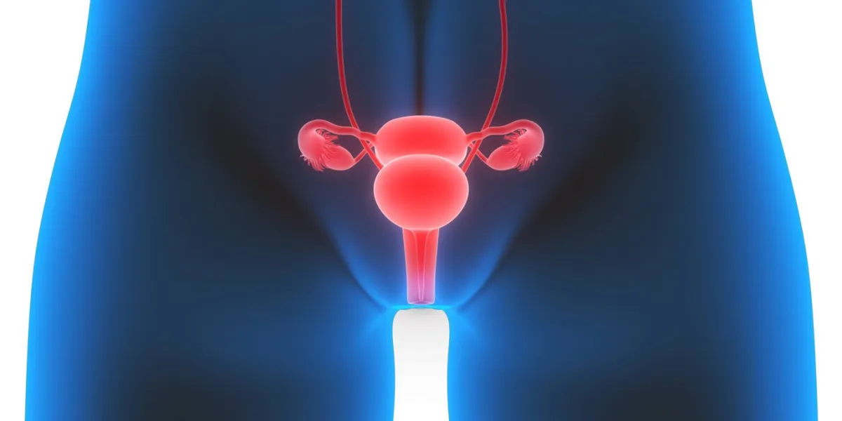 3d illustration of female reproductive system