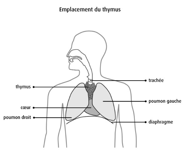 L’hormone de croissance pour restaurer le thymus