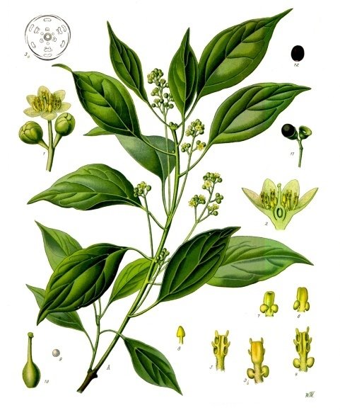Dessin : Cinnamomum camphora, dont est extraite l&apos;huile essentielle de Ravintsara