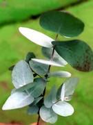 Eucalyptus : contre les odeurs de cuisine