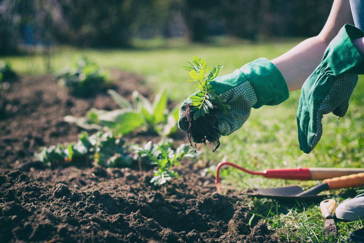 Regular gardening may reduce the risk of cancer