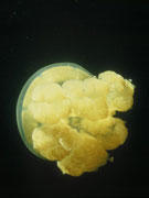 Méduse : éliminez les cellules urticantes