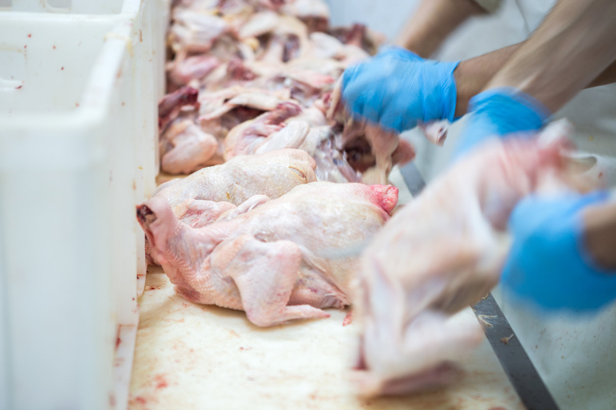 Le poulet industriel : quels risques pour la santé ?