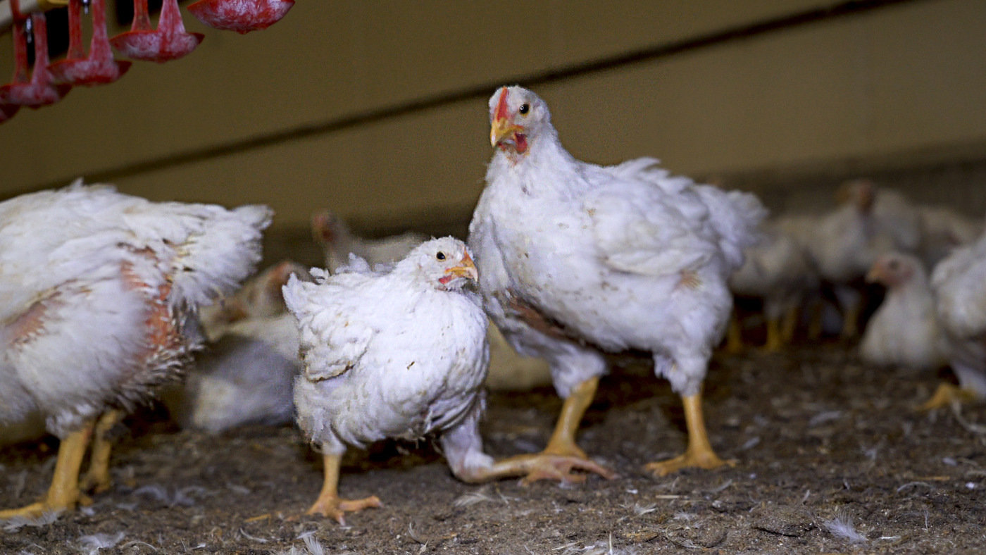Des poulets dans un élevage intensif :