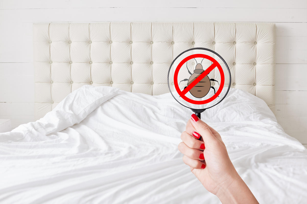 Pièges à punaise de lit : sont-ils vraiment efficaces ?
